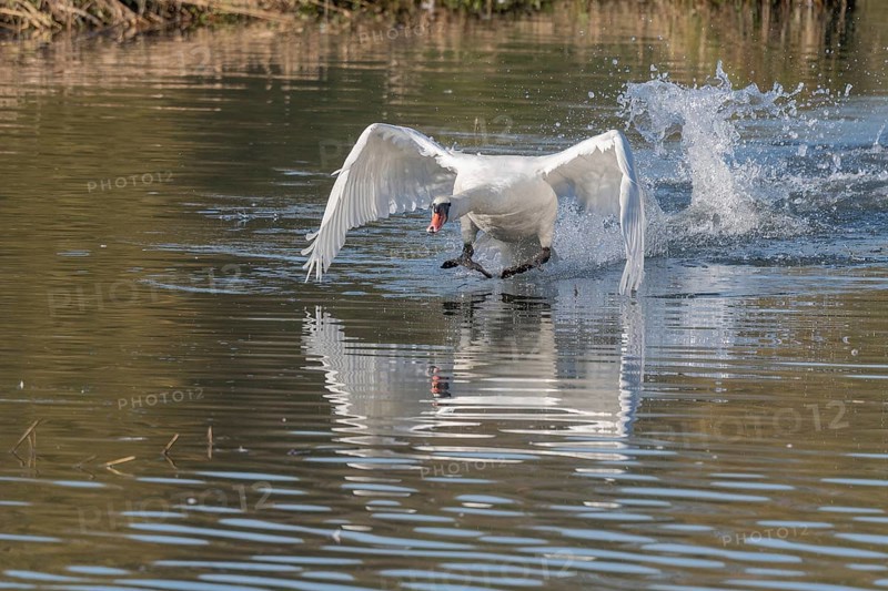 White swan floats away from the water surface and flaps its wings. Splashes create waves on water, reflection visible under swan. Bas rhin, Alsace, Grand Est, France
