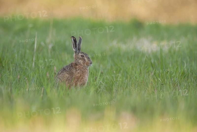 Brown hare sitting in grass contemplates surroundings. Bas Rhin, Alsace, France