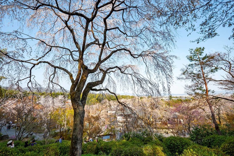 Blooming cherry trees Sogenchi Teien Japanese Garden, Tenryu-ji, Zen Buddhist temple complex, Sagatenryuji Susukinobabacho, Kyoto, Japan