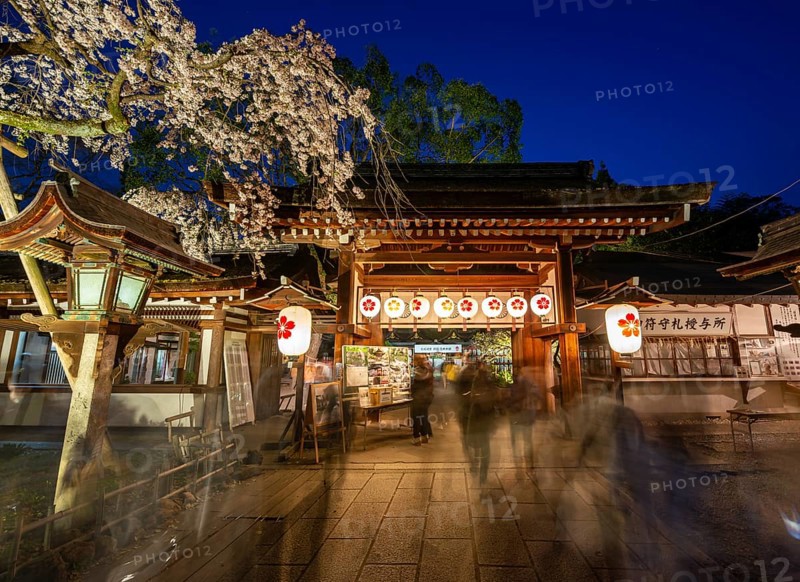 Illuminated Hirano shrine with cherry blossoms at night, blue hour, Hanami, Kyoto, Japan