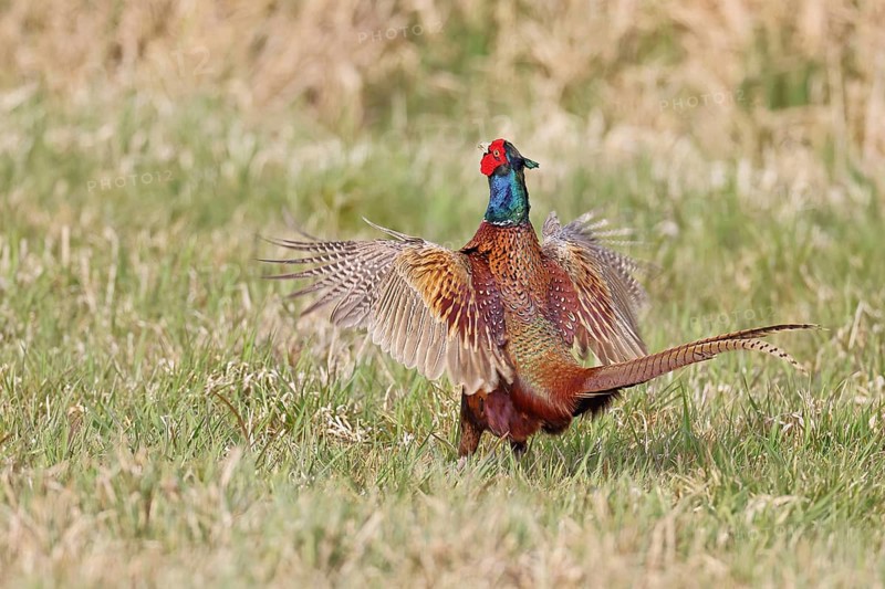 Pheasant, hunting pheasant (Phasianus colchicus), adult male bird courting in a meadow, area demarcation, wildlife, lembruch, ox moor, Dümmer nature park Park, Lower Saxony, Germany