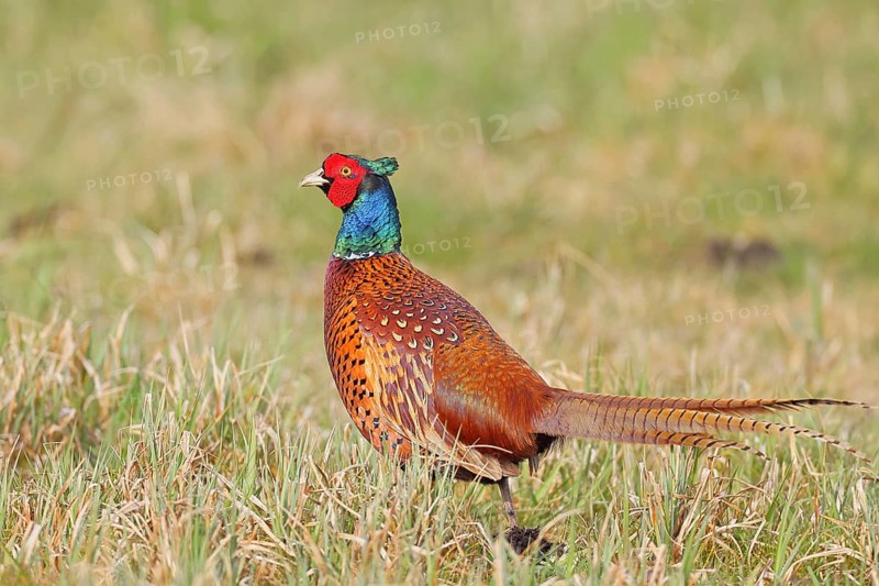 Pheasant, hunting pheasant (Phasianus colchicus), adult male bird in a meadow, wildlife, lembruch, ox moor, Dümmer nature park Park, Lower Saxony, Germany