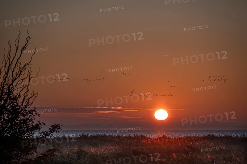 Sunrise on the lagoon, flying cranes above (Grus grus), Ahrenshoop, Darß, Mecklenburg-Western Pomerania, Germany