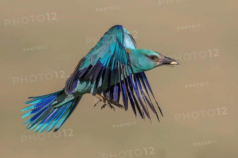 Blue racke (Coracias garrulus), flying with insect in its beak, Kiskunság National Park, Hungary