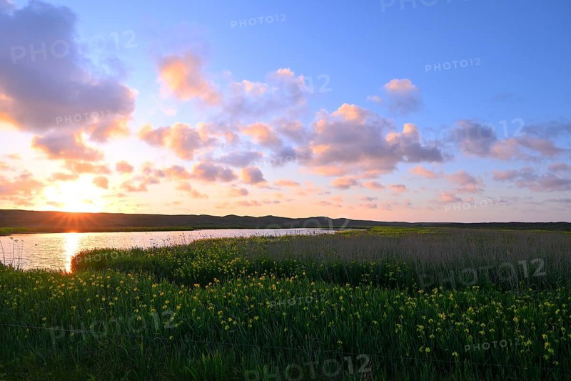 Blooming marsh iris (Iris peudacorus) in the wetland in dune landscape, Texel, North Holland, the Netherlands