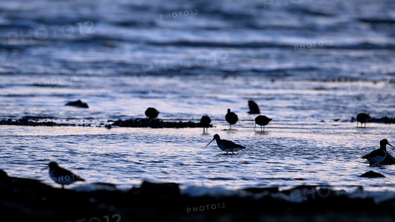 Pod-tailed woodcock (Limosa lapponica) in backlight on the beach, Texel, North Holland, the Netherlands