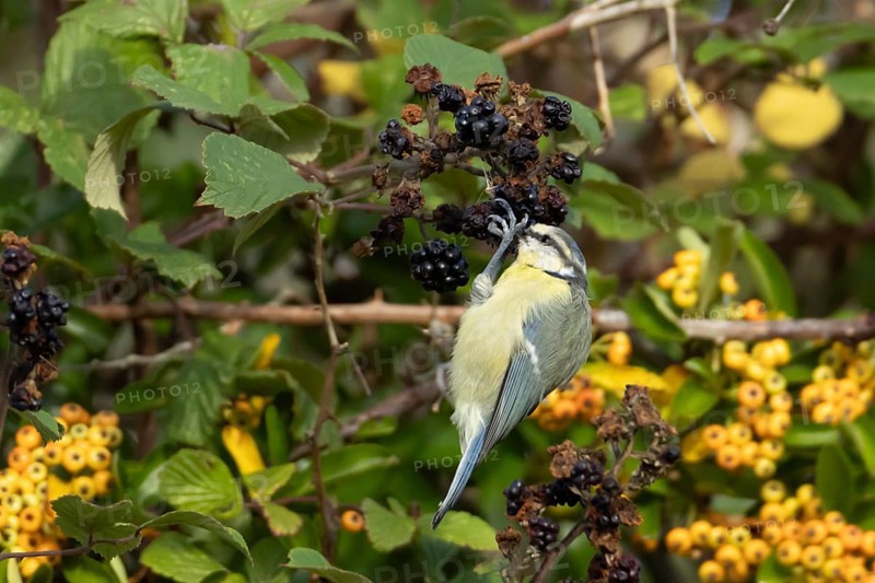 Blue tit (Cyanistes caeruleus) adult bird in a hedgerow feeding on blackberries in summer, England, United Kingdom