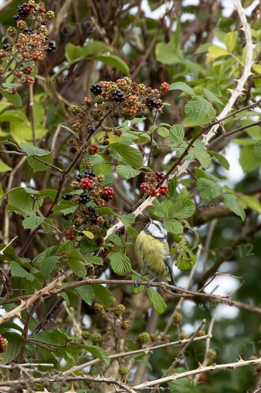 Blue tit (Cyanistes caeruleus) adult bird in a hedgerow on blackberries in summer, England, United Kingdom