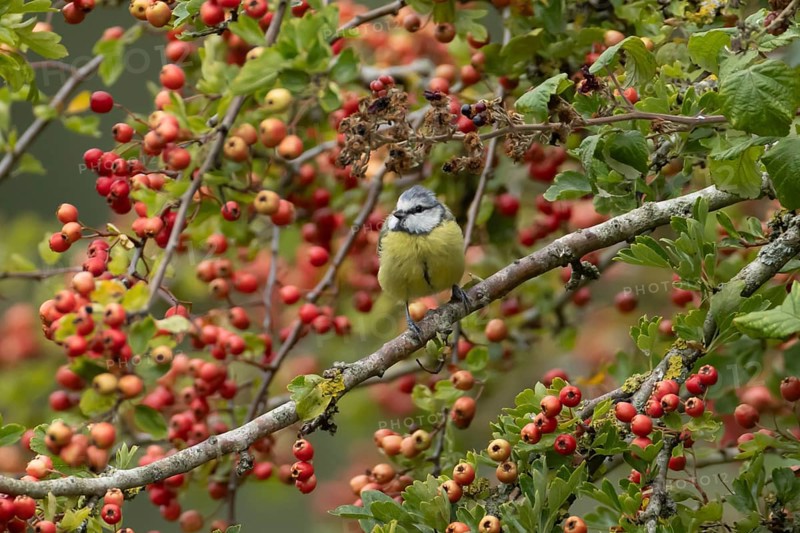 Blue tit (Cyanistes caeruleus) adult bird in a Hawthorn hedgerow with red berries in summer, England, United Kingdom