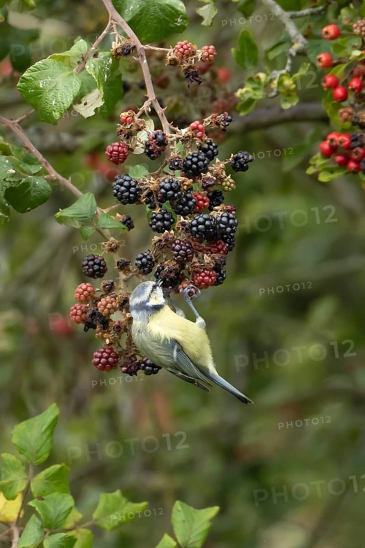 Blue tit (Cyanistes caeruleus) adult bird in a hedgerow feeding on blackberries in summer, England, United Kingdom