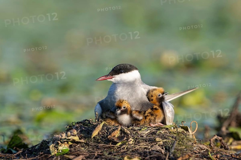 White-bearded terns (Childonias hybride) with young birds at their nest, Danube Delta, Romania