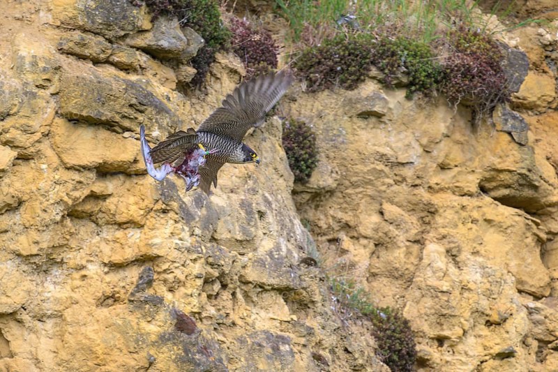 Peregrine falcon (Falco peregrinus), adult female flying with prey in front of picturesque rocky backdrop, biosphere area, Swabian Jura, Baden-Württemberg, Germany