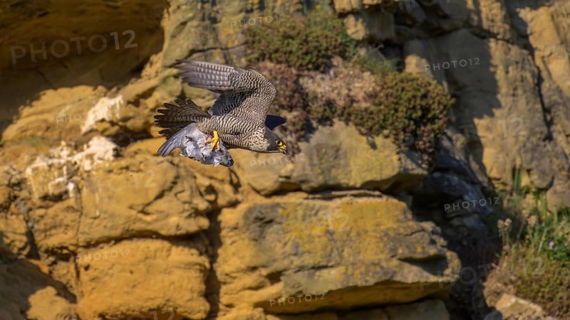 Peregrine falcon (Falco peregrinus), adult female flying with prey in picturesque rocky scenery, biosphere area, Swabian Jura, Baden-Württemberg, Germany