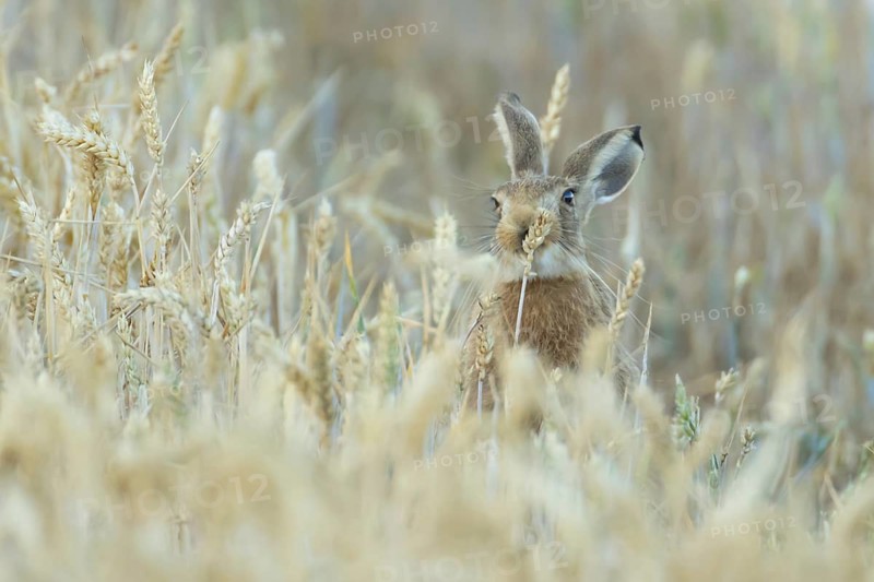 European brown hare (Lepus europaeus) adult animal feeding on a wheat sheath in a farmland field in summer, England, United Kingdom