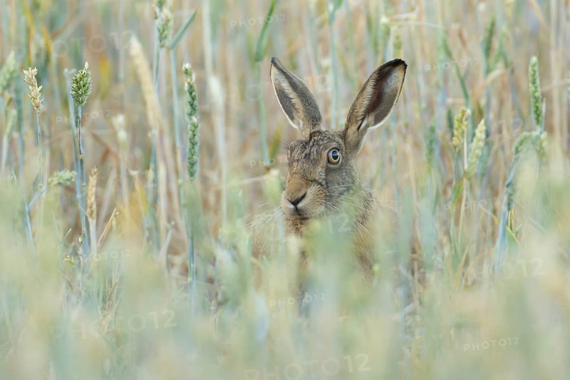 European brown hare (Lepus europaeus) adult animal in a farmland wheat field in summer, England, United Kingdom