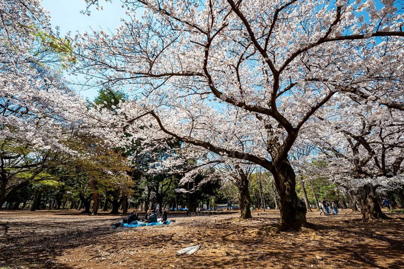 People picnicking under cherry blossoms in Yoyogi Park, Hanami Festival, Shibuya District, Tokyo, Japan