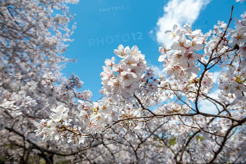 Cherry tree blossoms in spring, Yoyogi Park, Hanami Festival, Shibuya Ward, Shibuya District, Tokyo, Japan