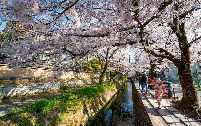 Footpath along a canal, cherry blossoms in spring, Philosopher's Path or Tetsugaku no michi, Kyoto, Japan