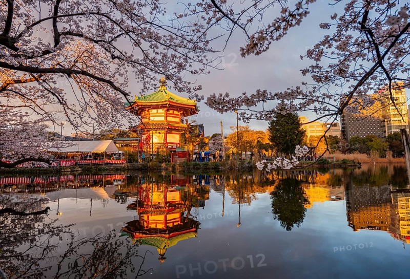 Shinobazunoike Bentendo temple reflected in lake at sunset, Shinobazu pond, lakeside cherry blossom in spring, Hanami festival, Ueno Park, Taito City, Tokyo, Japan