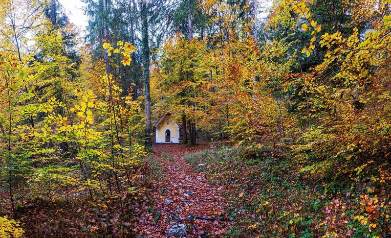 Deciduous trees, colorful autumn forest with counter chapel, Sankt Lorenz, Mondseeland, Salzkammergut, Upper Austria, Austria