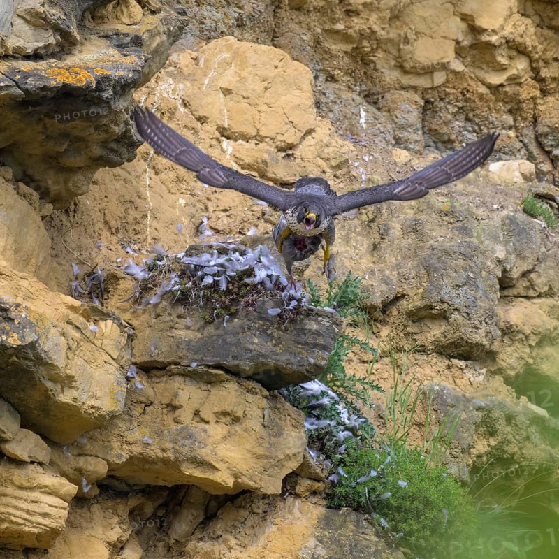 Peregrine falcon (Falco peregrinus), Peregrine falcon, flying with prey on a rock wall, biosphere area, Swabian Jura, Baden-Württemberg, Germany