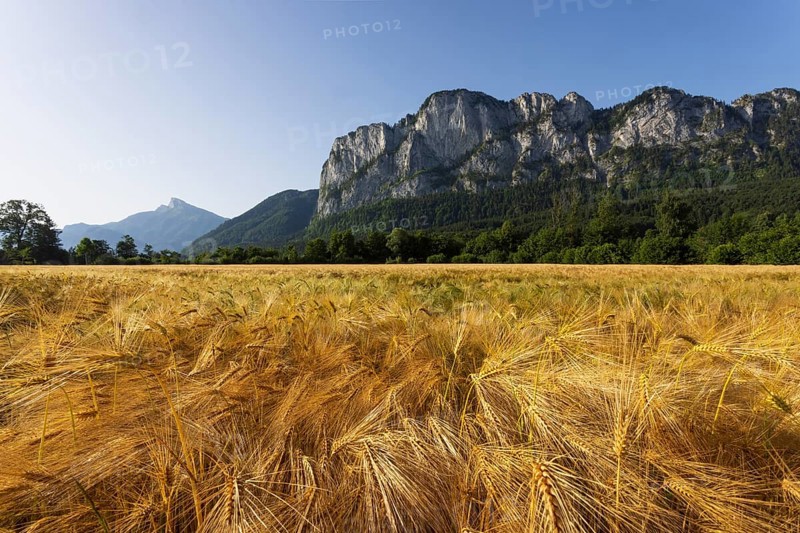 Agricultural Landscape, Hordeum Vulgare, Barley Field with Drachenwand and Schafberg, Mondsee, Salzkammergut, Upper Austria, Austria