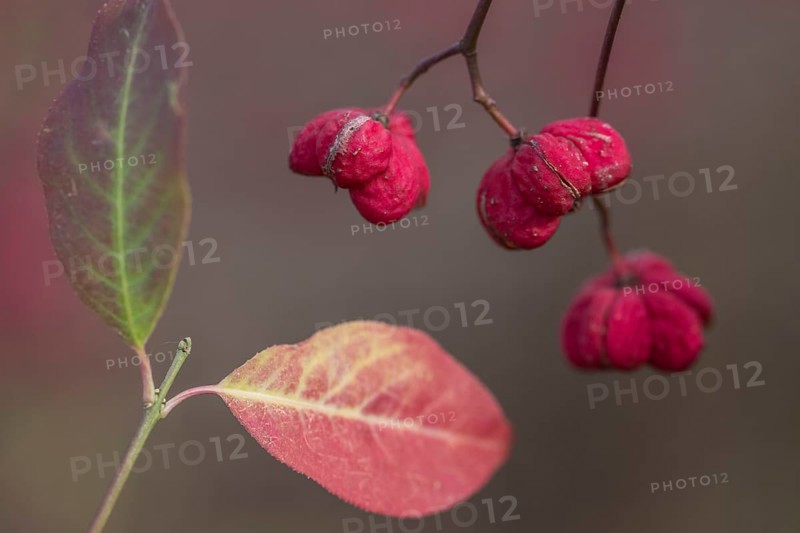 Common spindle bush (Euonymus europaeus), fruits, Emsland, Lower Saxony, Germany