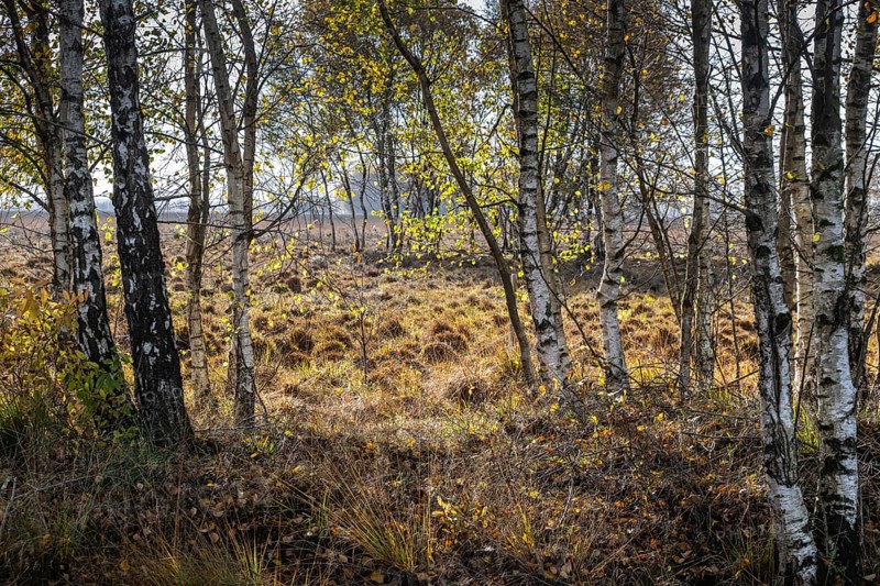 Birches (Betula pendula) in the moor, Emsland, Lower Saxony, Germany