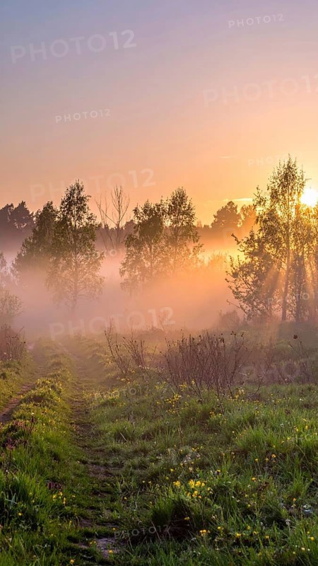 A misty field at sunrise with soft light illuminating trees and greenery, creating a serene atmosphere, spring or summer landscape, morning and the first sun lights at sunrise in fog, clear sky, idyllic nature with calm atmosphere, trees on hills, foggy river with mist, AI generated