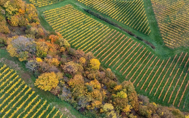 Aerial view, typical landscape in autumn with vineyards, South Styrian hills, South Styrian wine route, Styria, Austria