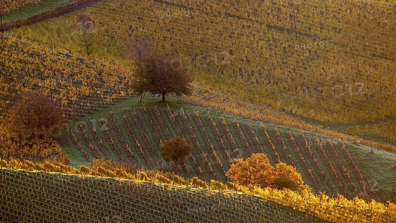 Sunrise, typical landscape in autumn with vineyards, South Styrian hills, South Styrian wine route, Styria, Austria