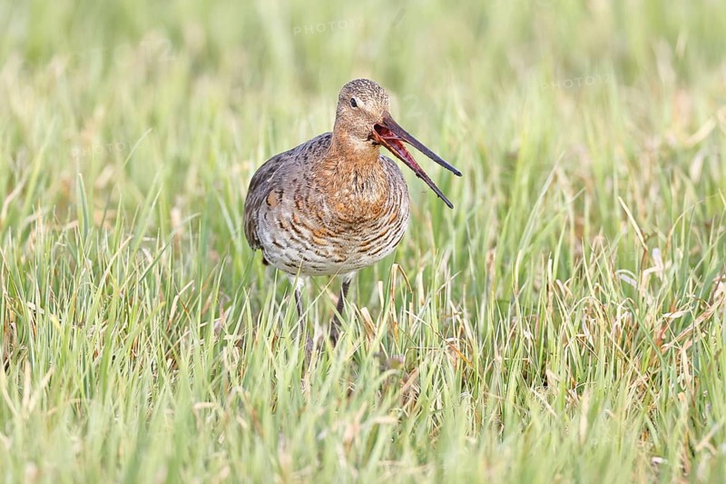 Blacktail (Limosa limosa) runs on the shore of a lake in a moor, snipe birds, wildlife, nature photography, oxmoor, Dümmer See, Hüde, Lower Saxony, Germany