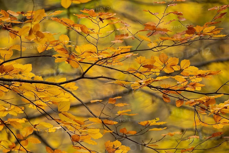 Yellow-brown colored beech leaves, autumn, Stuttgart, Germany