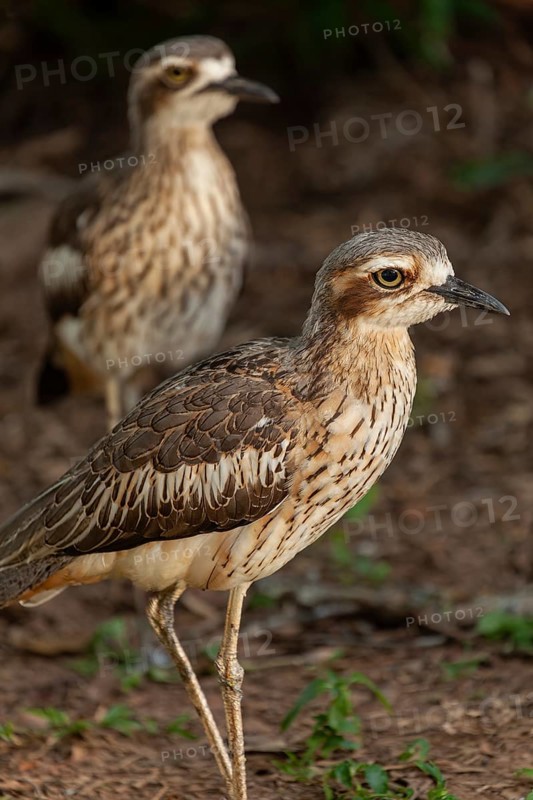 Long-tailed weet Burhinus grallarius in the forest, Queensland Australia