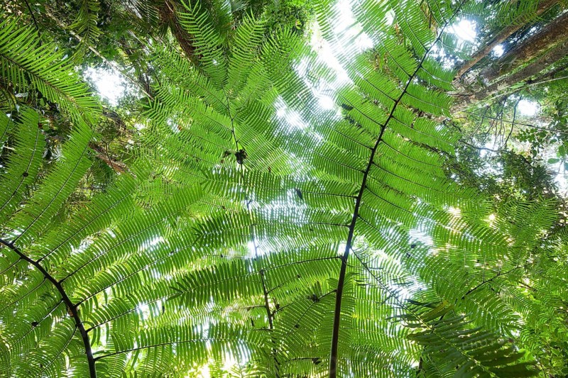 The impressive royal fern Angiopteris evecta in the tropical rainforest of Queensland Australia