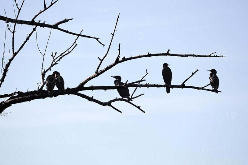 Cormorants (Phalacrocoracidae) sit on the branches of a dead tree, Drake, Lower Middle Rhine Valley, Rhineland-Palatinate, Germany