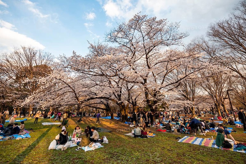 Japanese people picnicking under cherry blossoms in Yoyogi Park, in the evening light, Hanami Festival, Shibuya District, Tokyo, Japan