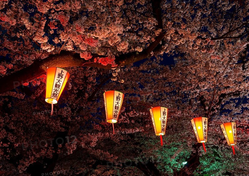 Blooming cherry trees and illuminated lanterns with Japanese lettering in the evening, blue hour, Hanami festival in spring, Ueno Park, Tokyo, Japan