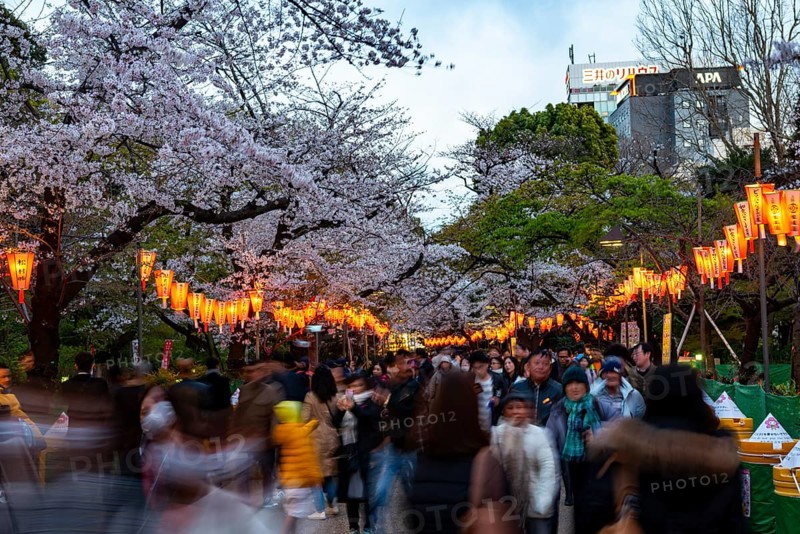 People walking through the park, blooming cherry trees and illuminated lanterns with Japanese lettering in the evening, Hanami festival in spring, long exposure, Ueno Park, Tokyo, Japan
