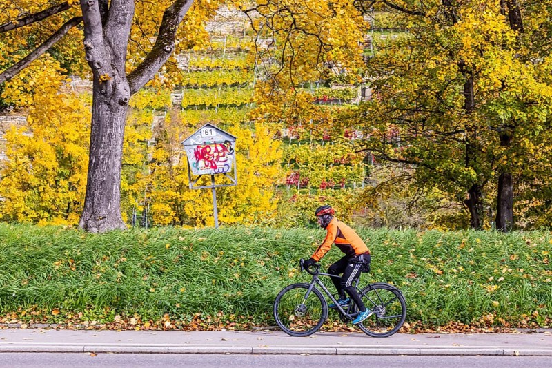 Autumn on the Neckar in Stuttgart-Münster. A tree with brightly colored leaves. The landscape in the Neckar Valley is popular with cyclists. Stuttgart, Baden-Württemberg, Germany