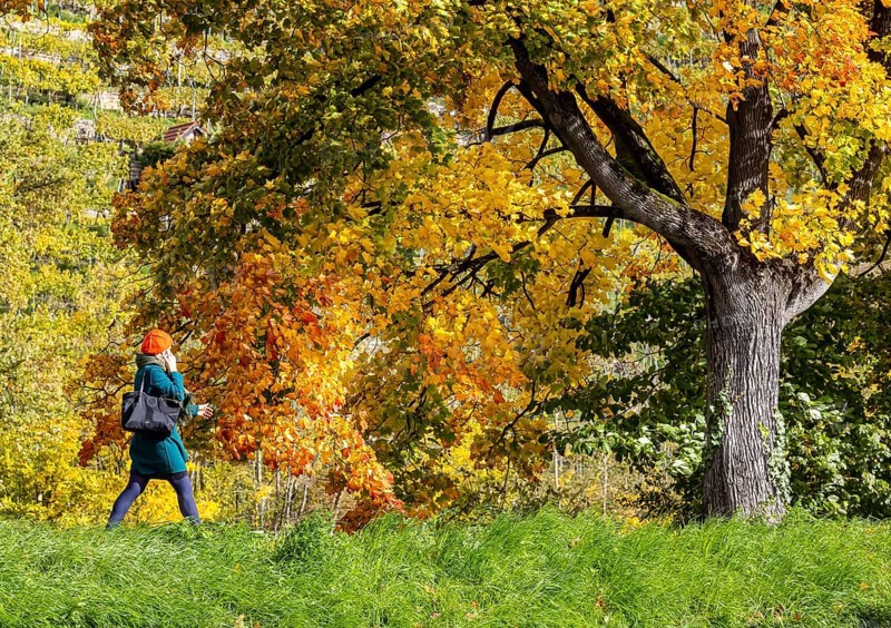 Autumn on the Neckar in Stuttgart-Münster. A tree with brightly colored leaves. The landscape in the Neckar Valley is popular with walkers. Stuttgart, Baden-Württemberg, Germany
