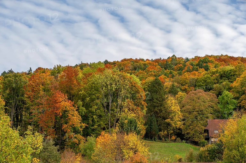 Herbstlicher Mischwald, Egloffstein, Franconian Switzerland, Upper Franconia, Bavaria, Germany