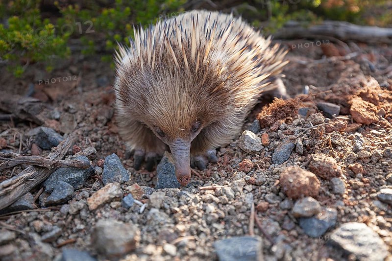 An echidna searches for food and rummages through the ground along the path at sunset. Warm light lies over rocks and the sea. Cape Raoul, Tasman Peninsula, Tasmania, Australia