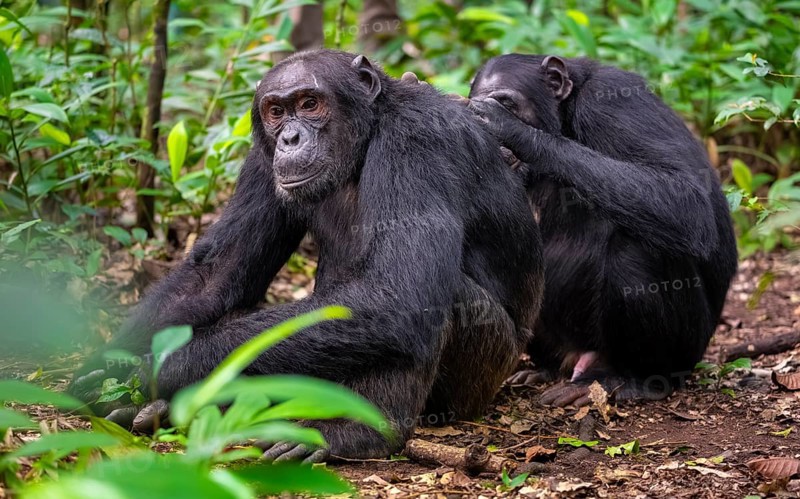 Two chimpanzees (Pan Troglodytes), adult male spawning, grooming in the jungle, Kibale National Park, Uganda