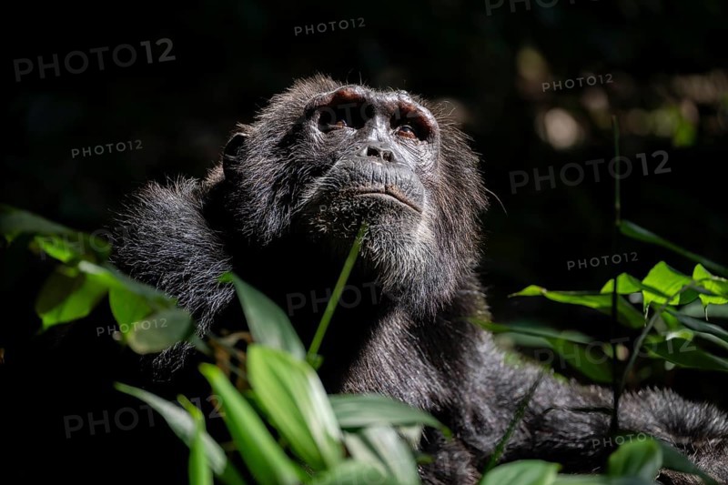 Animal portrait, chimpanzee (Pan Troglodytes), adult male looking up in the jungle, Kibale National Park, Uganda