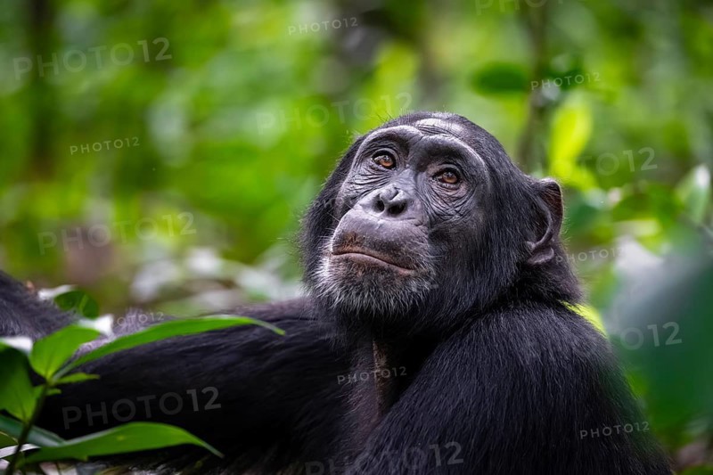 Animal portrait, chimpanzee (Pan Troglodytes) looking longingly, hopeful, adult male between leaves in the jungle, Kibale National Park, Uganda
