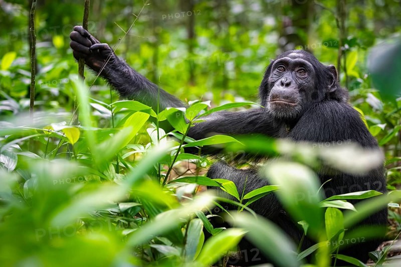 Animal portrait, chimpanzee (Pan Troglodytes), adult male among leaves in jungle, Kibale National Park, Uganda