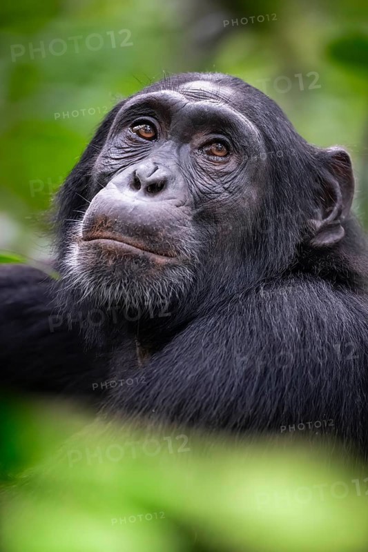 Animal portrait, chimpanzee (Pan Troglodytes) looking longingly, hopeful, adult male between leaves in the jungle, Kibale National Park, Uganda