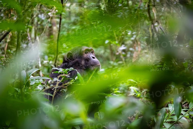 Chimpanzee (Pan Troglodytes), male looking thoughtfully, on the ground, mood, green jungle in Kibale National Park, Uganda