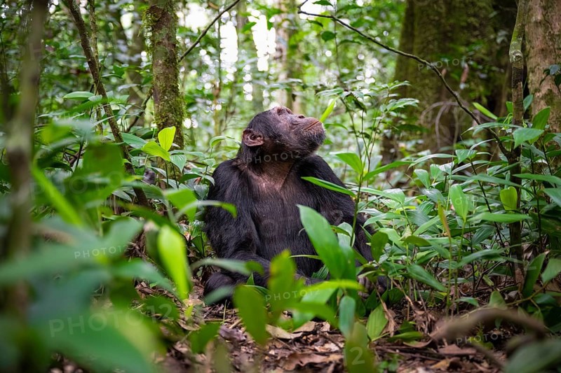 Chimpanzee (Pan Troglodytes), male looking up with hope, jungle in Kibale National Park, Uganda